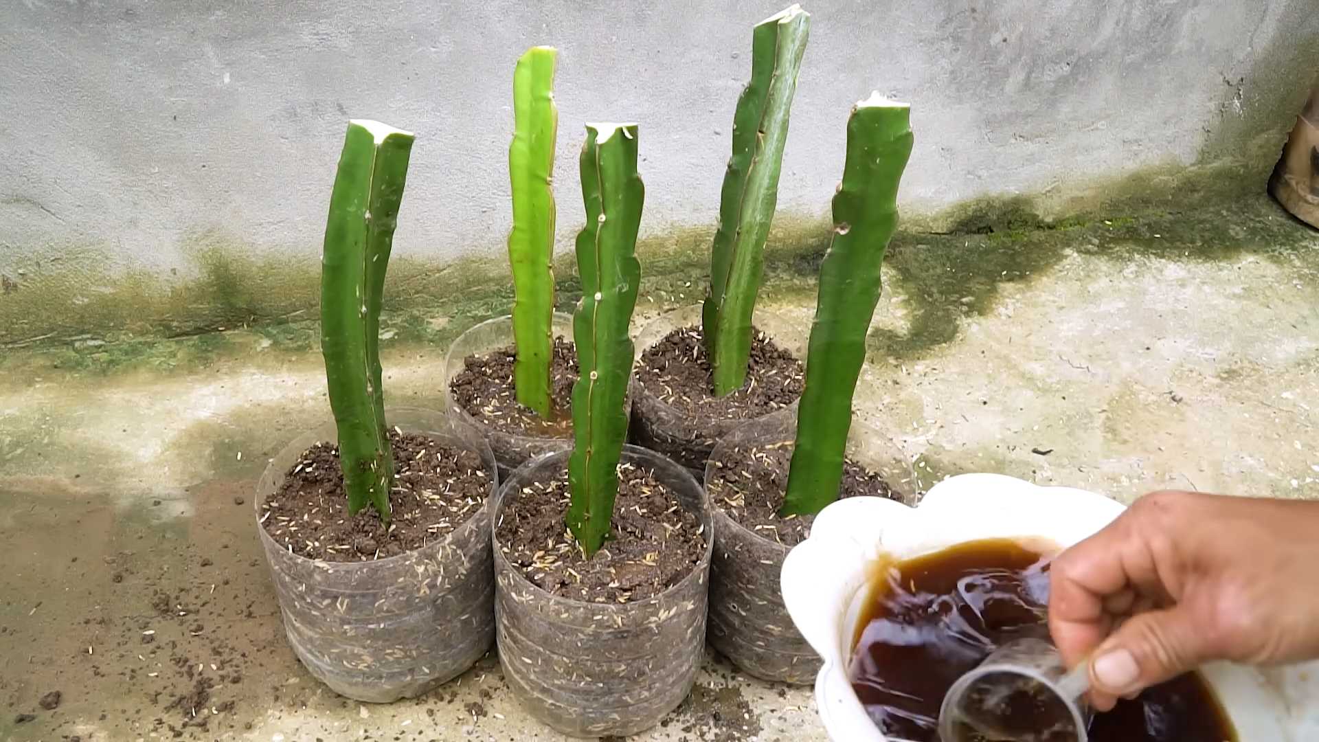 Drachenfrucht Anbau zu Hause