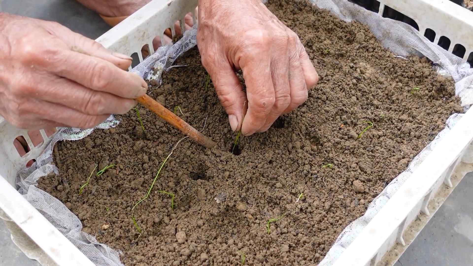 Lauch Pflanzen und Pflegen