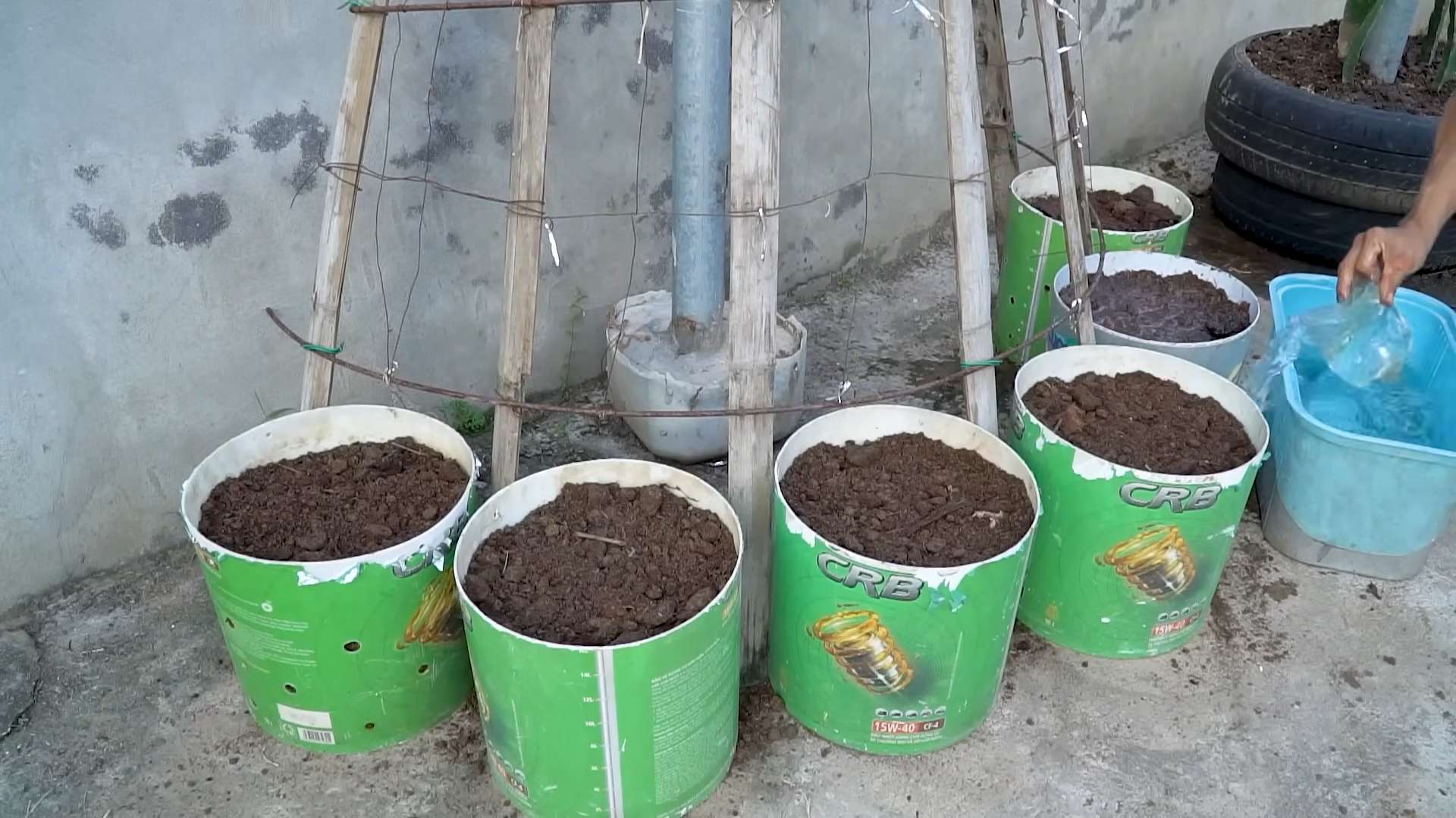 Lange Bohnen selbst anbauen