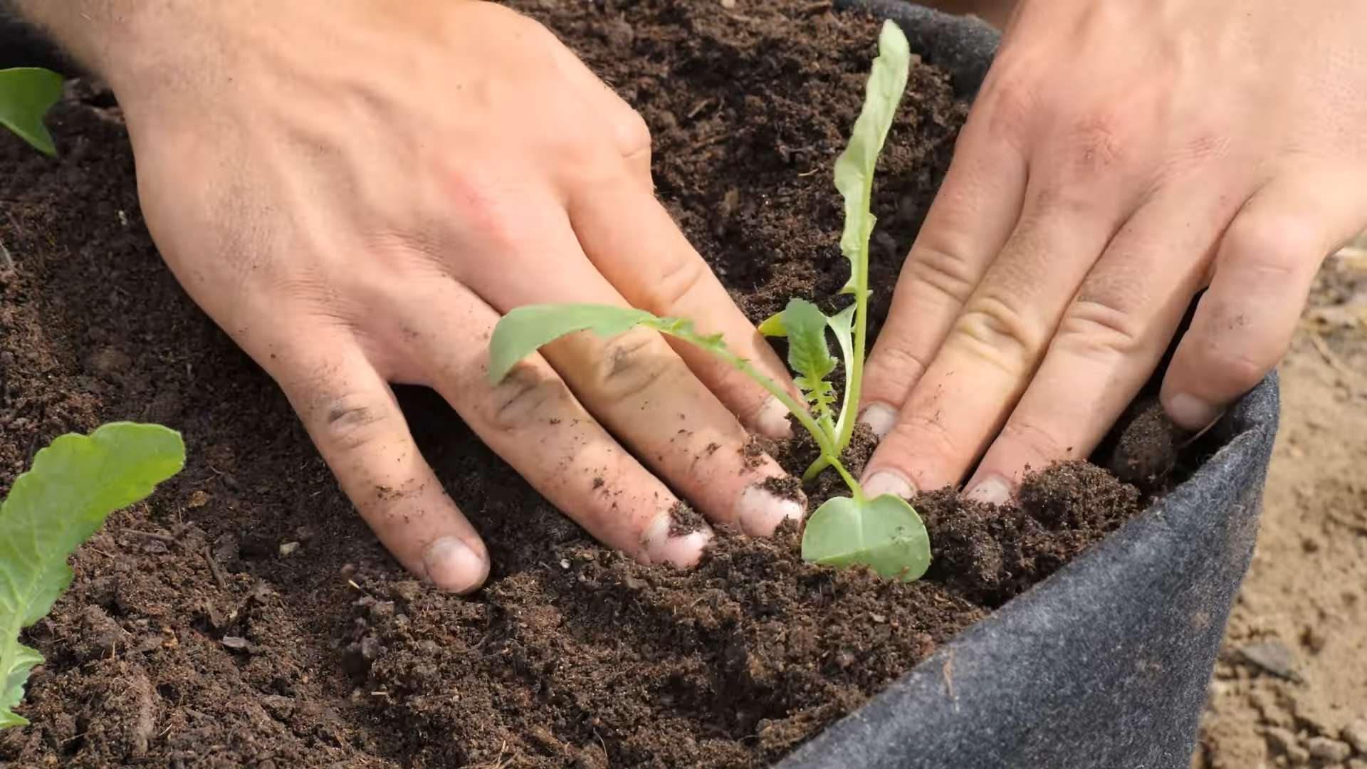 Radieschen Anbau Küche