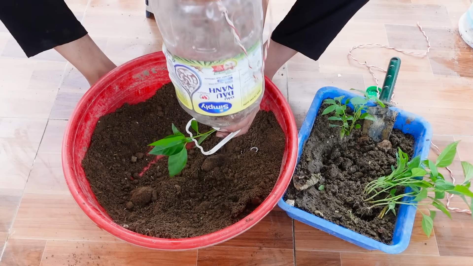 Chili Anbau Plastikflasche