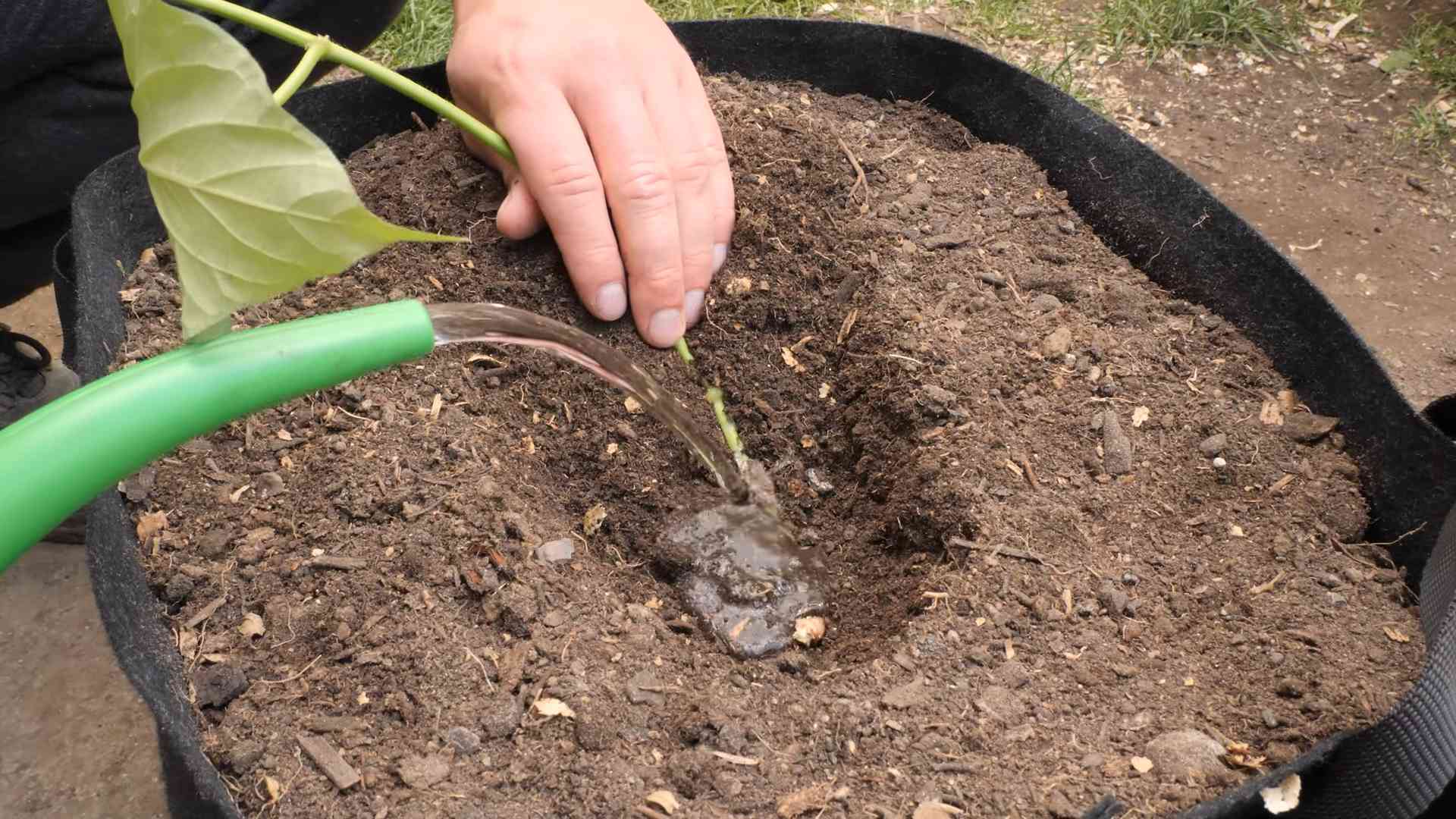 Süßkartoffeln anbauen Anleitung