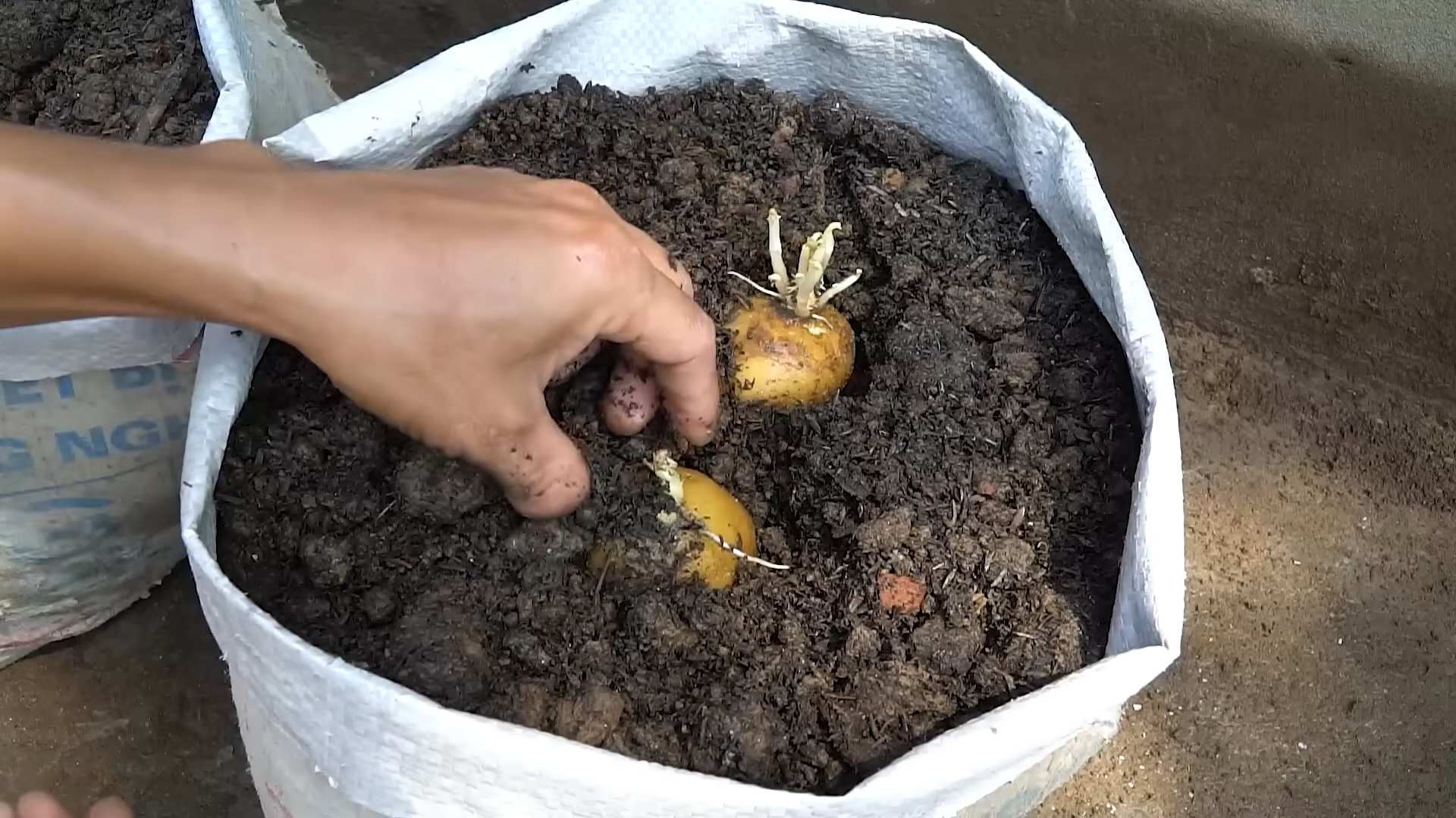 Kartoffeln anbauen Trick