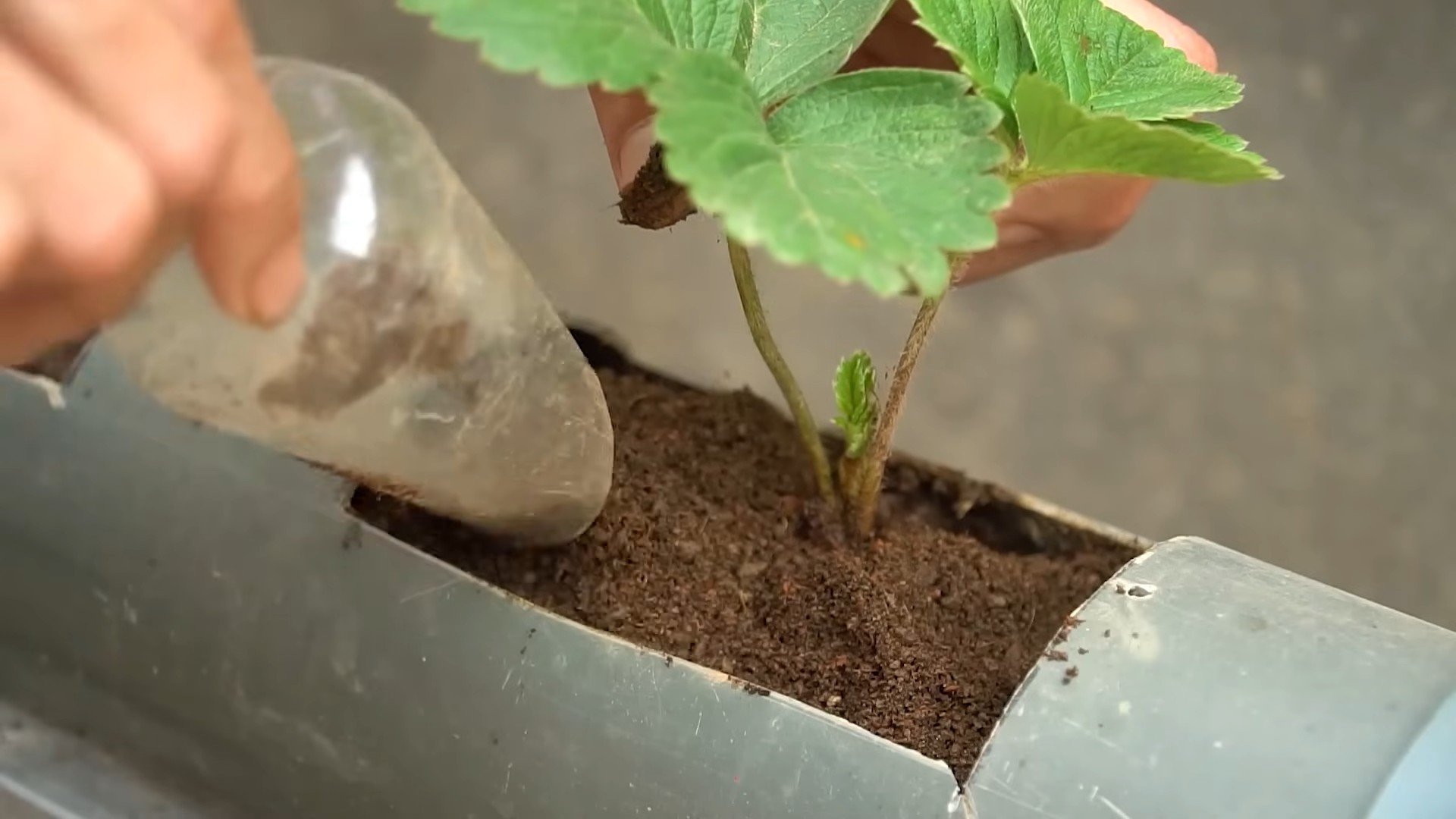 Erdbeeren selber anbauen