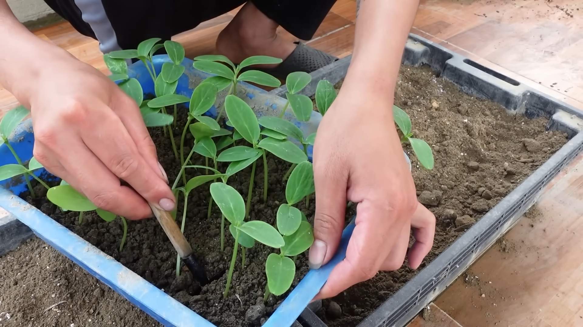 Gurken anbauen einfach gemacht