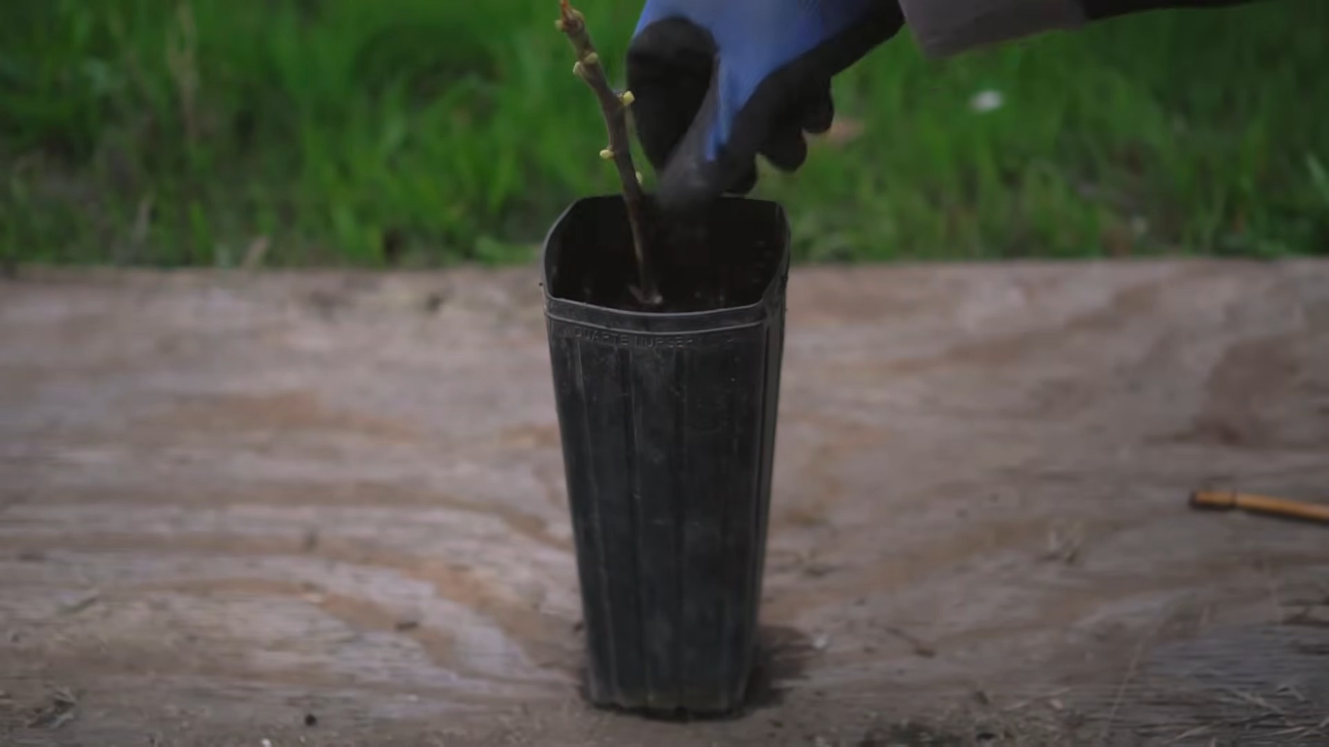 Feigen Anbau im Garten