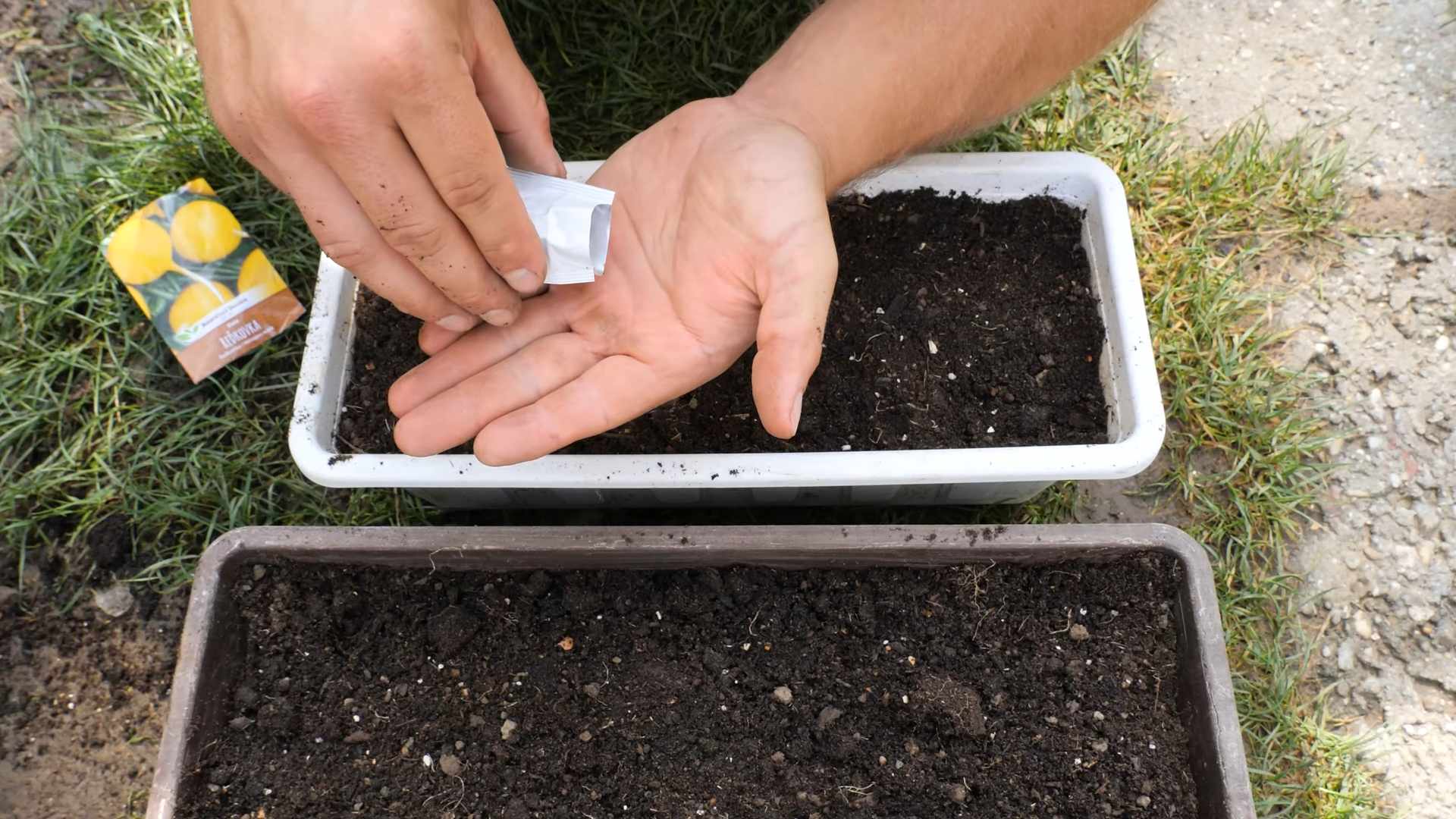Paprika selber anbauen
