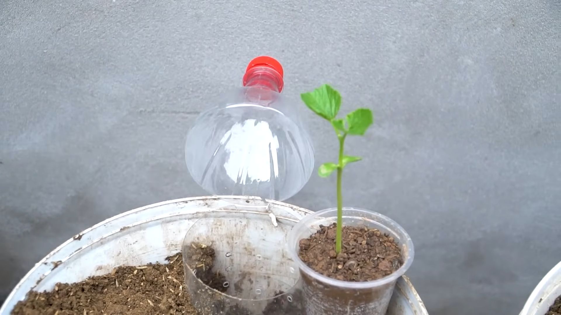 Bittermelone Anbau Tipps