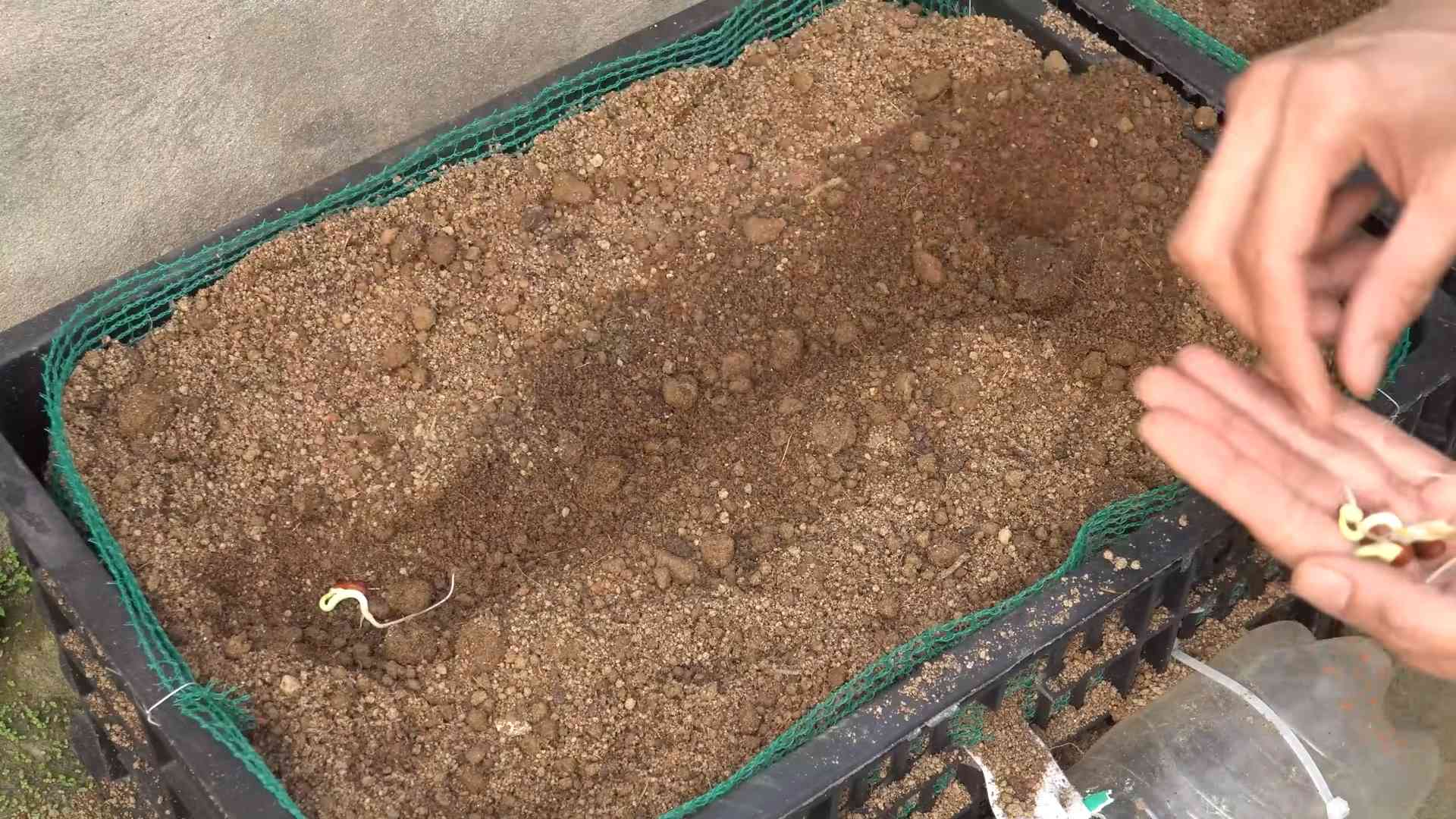 Lange Bohnen einfach anbauen