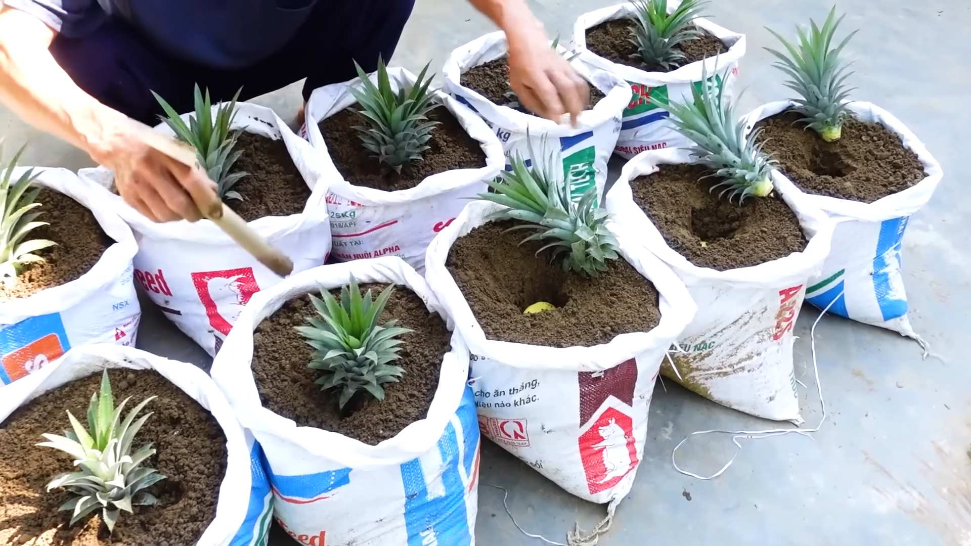 Ananas zu Hause anbauen