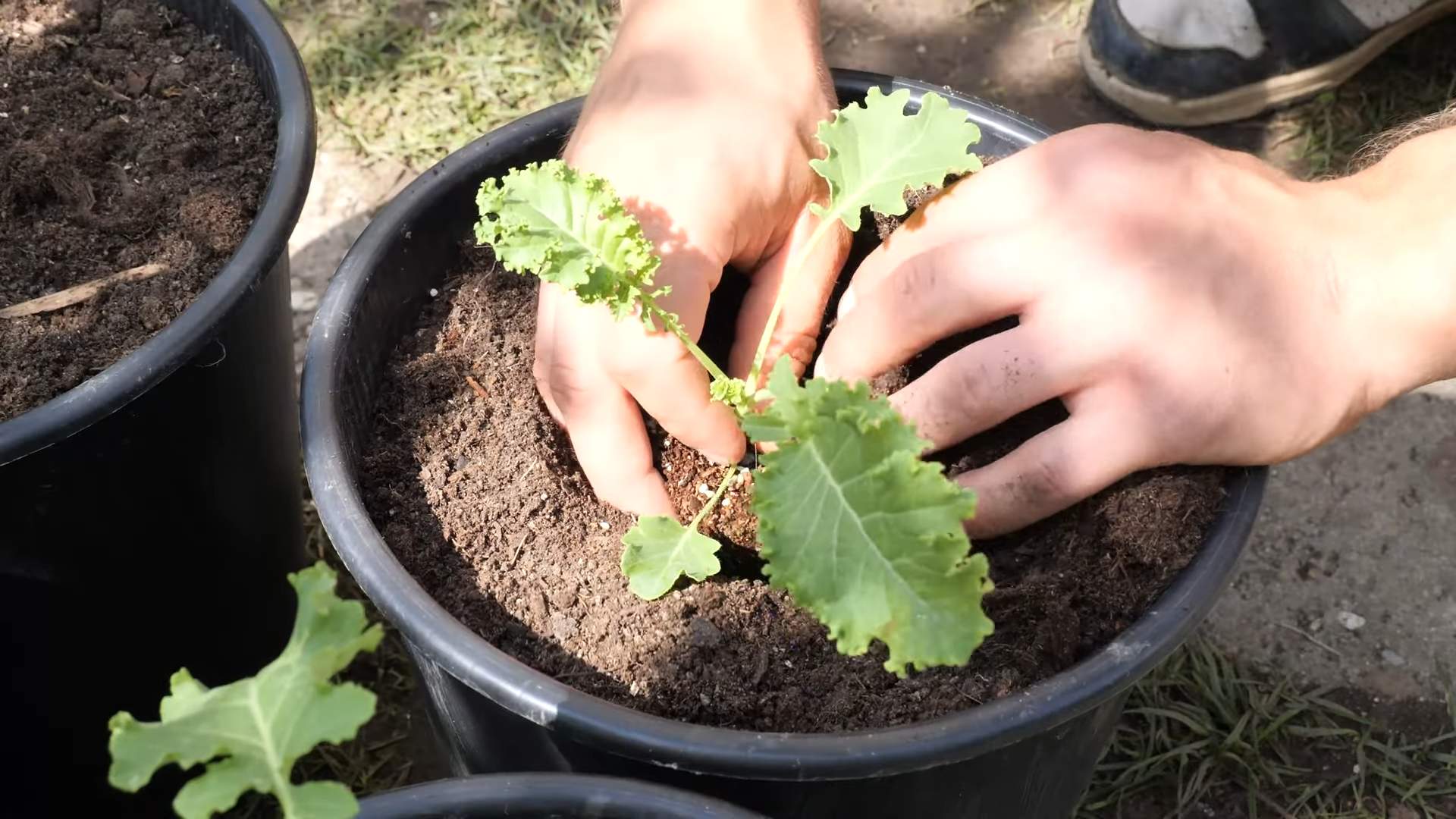 Grünkohl ernten leicht gemacht