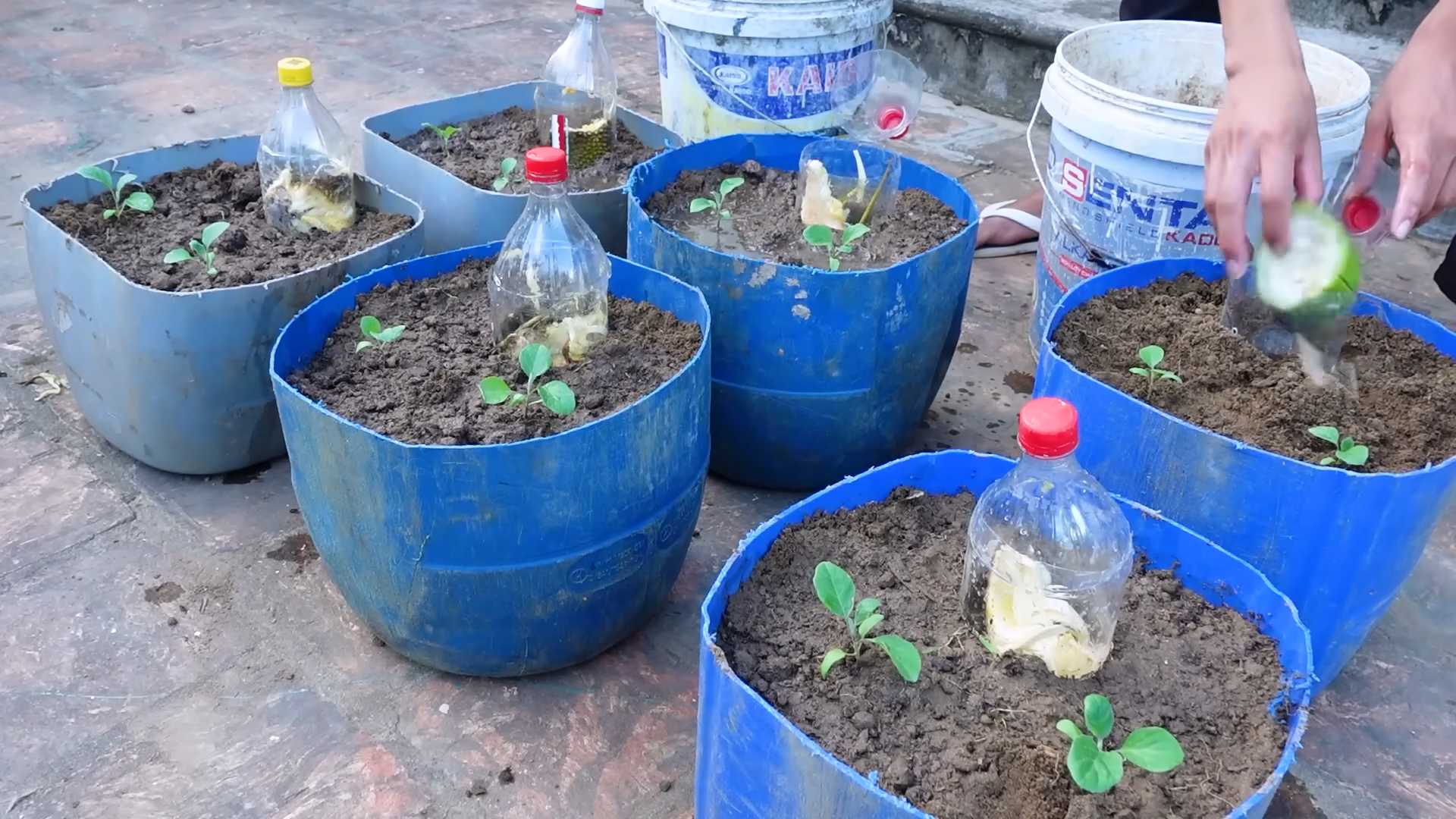 Auberginen Anbau Tipps