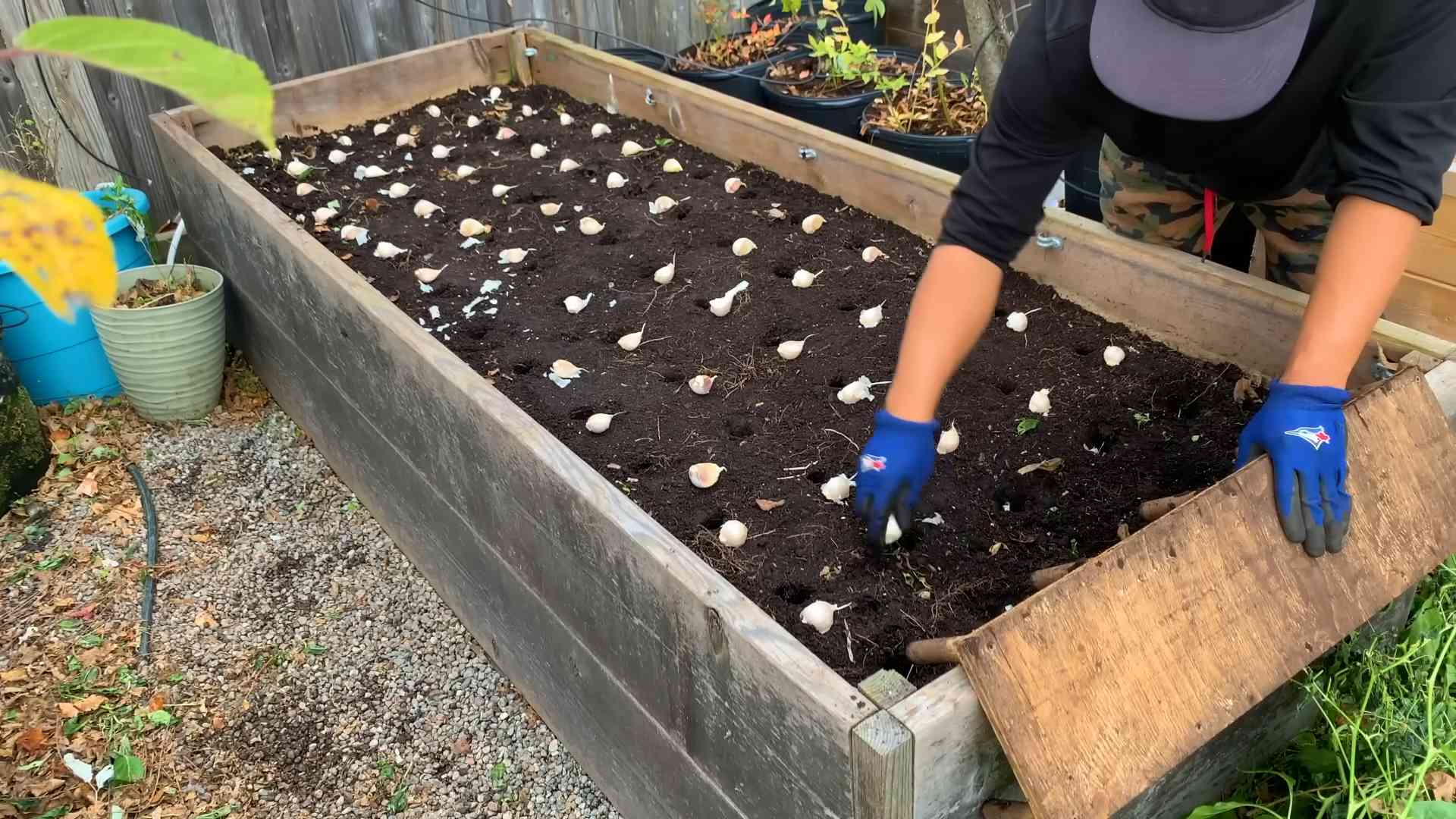 Knoblauch selbst anbauen