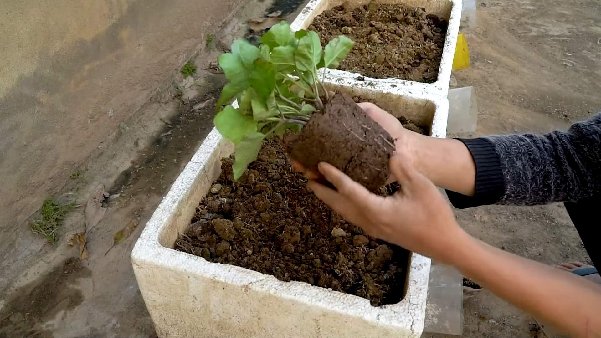 Auberginen Anbau Einfach Gemacht