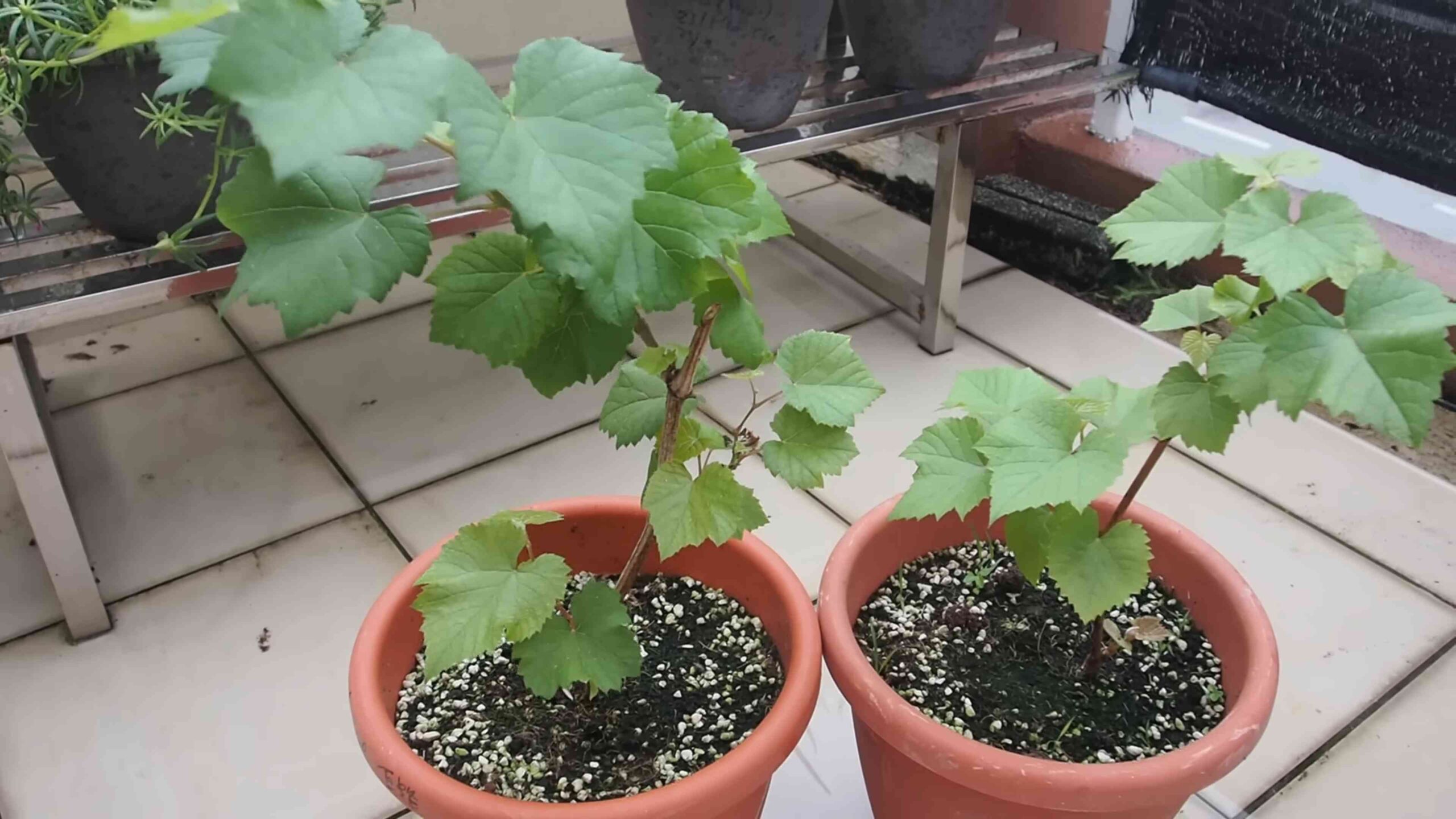 Weinreben im Garten anbauen