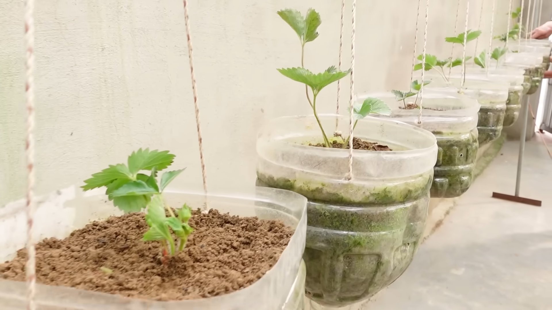 Erdbeeren anbauen im Garten