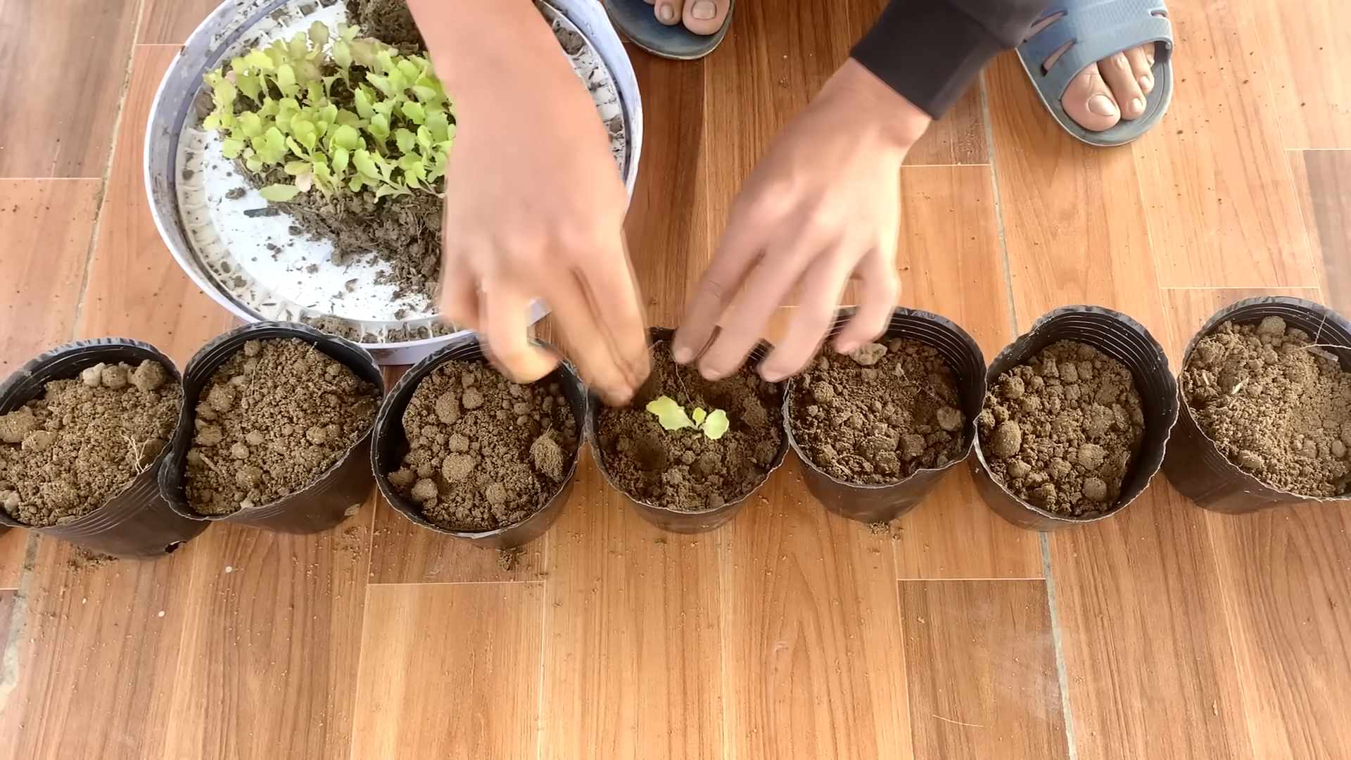 Salat anbauen für Anfänger