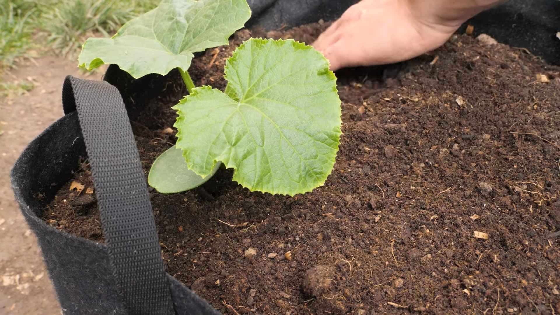 Gurken anbauen für Anfänger