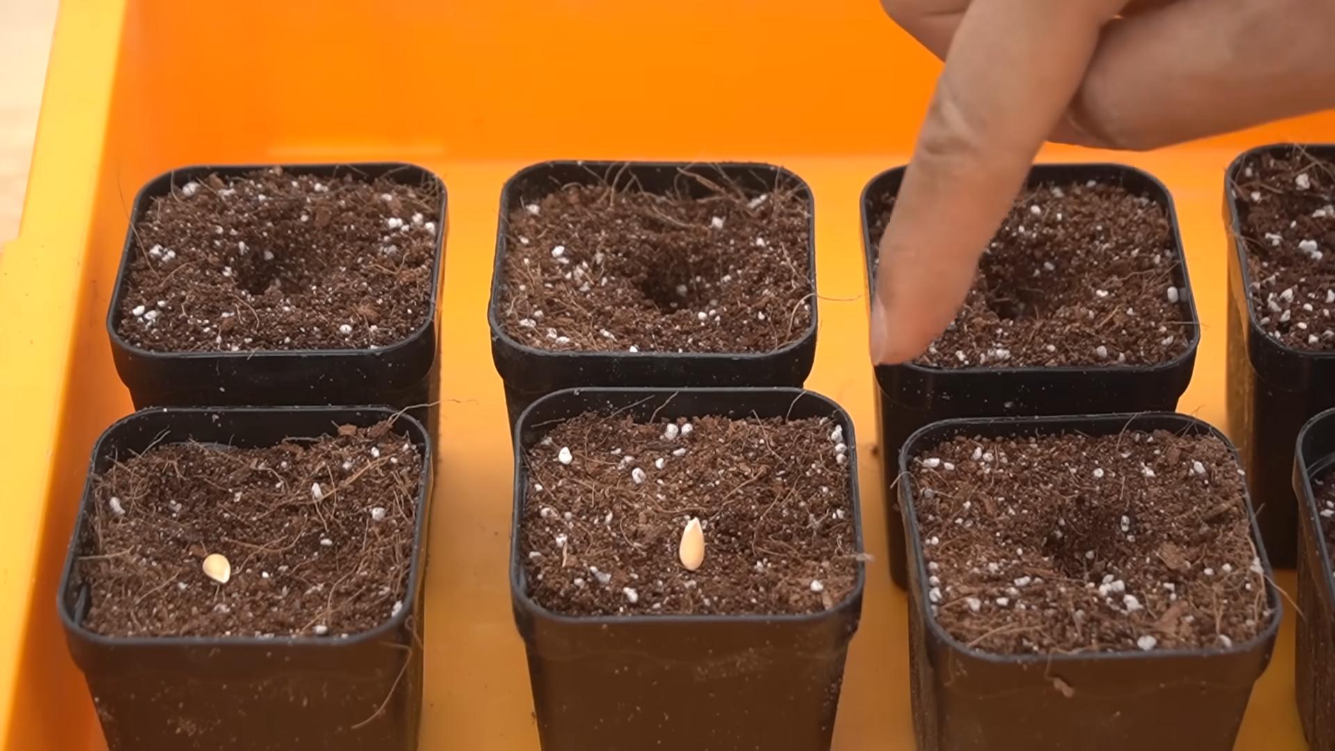 Wassermelone selbst anbauen