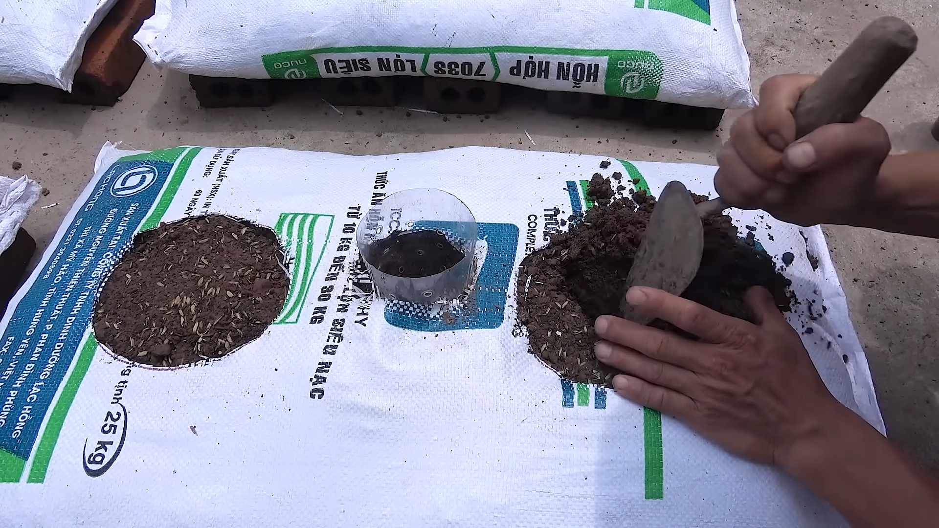 Wassermelone ernten eigener Garten