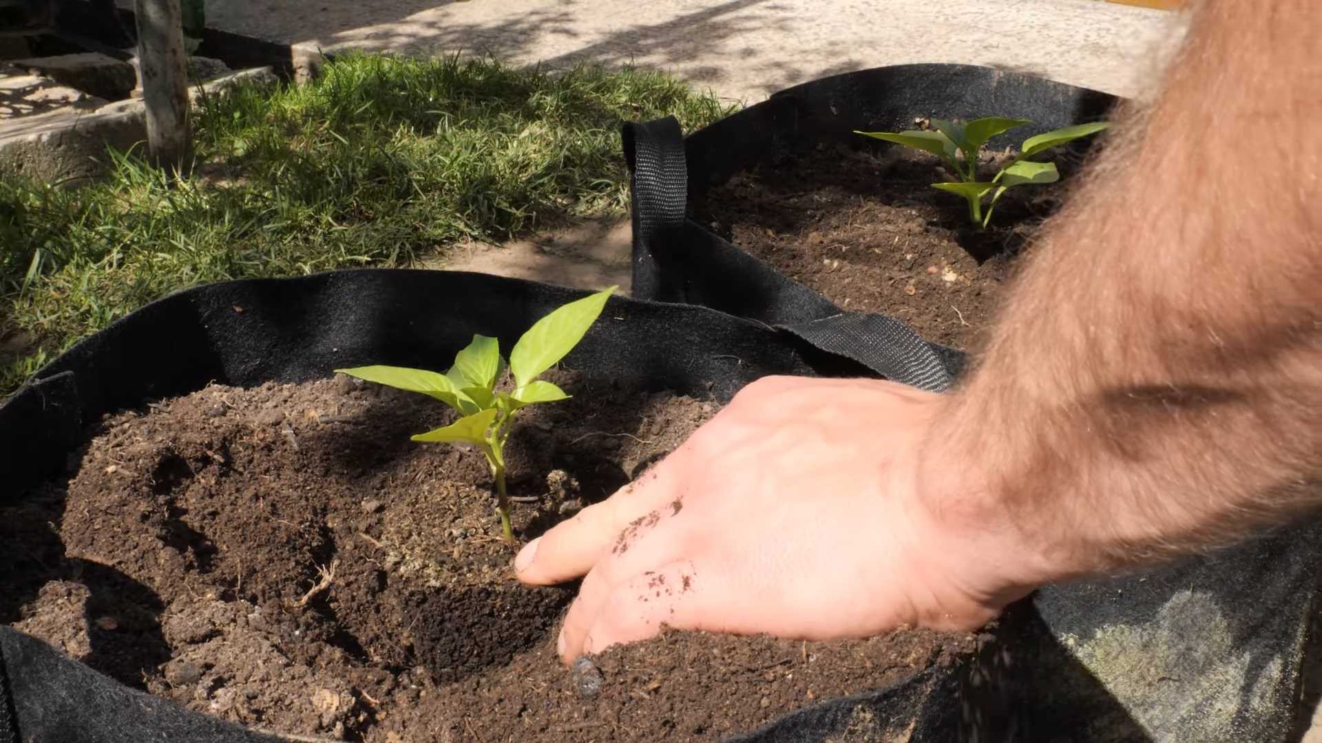 Paprika selber anbauen
